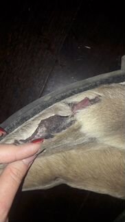 Сапоги из оленины