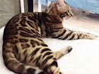 Бенгальский кот вязка