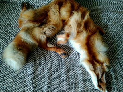 Рыжая лиса шкура горжетка мех