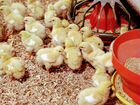 Комбикорм для цыплят бройлеров от 0-10 дней
