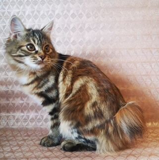 Котенок породы курильский бобтейл