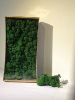 Мох стабилизированный