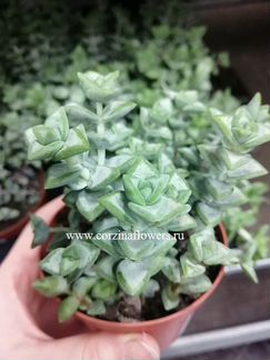 Крассула Рупестрис скальная