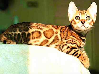 Бенгальская Кошка Фото Авито