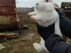 Кролик объявление продам