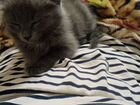 Котенок 1.5 месяца