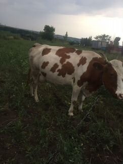Продам коров - фотография № 6
