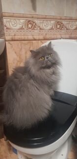 Прекрасная Шарлиз