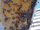 Продам пчелосемьи на высадку объявление продам