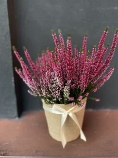 Вереск в кашпо