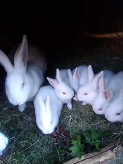 Крольчата Белый Панон