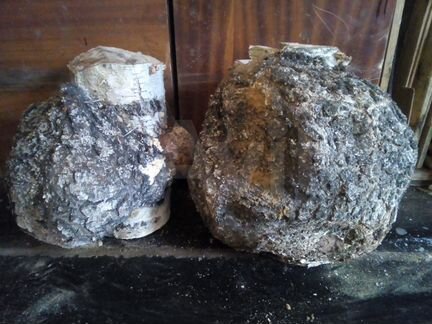 Кап сувель березовый