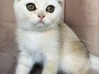 Шотландский серебристо-золотой котик объявление продам