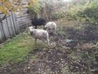 Овца и два ягненка объявление продам