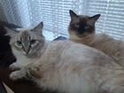 Невские маскарадные и сиамские котята объявление продам