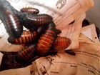 Мадагаскарские тараканы (Акция) объявление продам