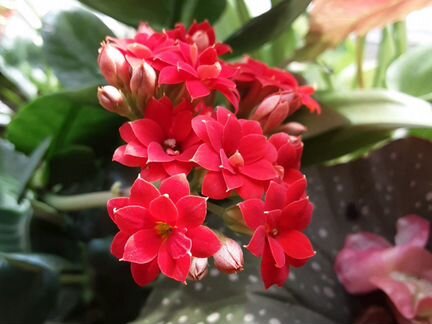 Столетник, алое вера и другое