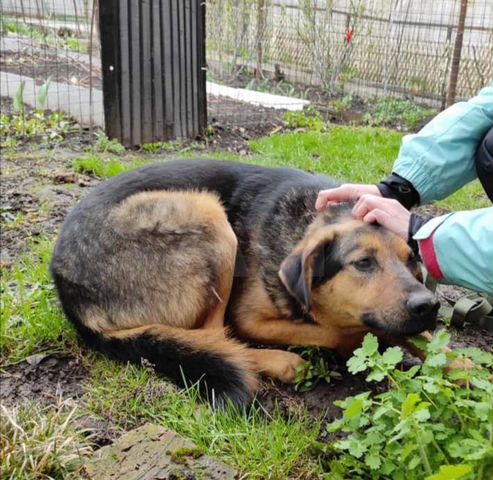 Скромный песик Давид ищет любящих хозяев