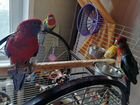 Птенцы попугая Розеллы объявление продам