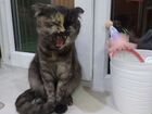 Британская вислоухая кошка бесплатно объявление продам
