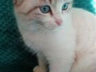 Котик порода балинезийская милый, игривый объявление продам