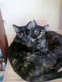 Ветеринарный врач Хасанов Джамиль Раисович