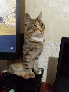 Кошка